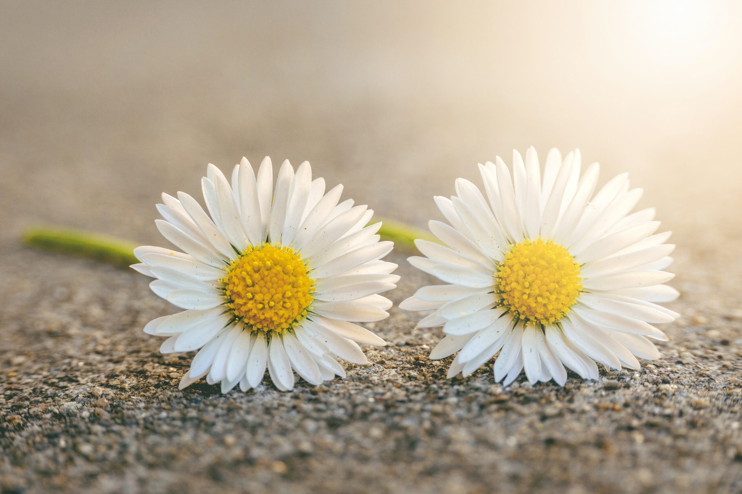 herbert goetsch ec7bv a8ju0 unsplash